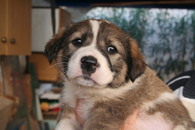 Beautiful Bella - Now has a new family in Germany